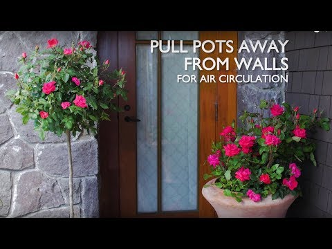 Video: Knock Out Rose Container Growing – Caring For Container Grown Knock Out Roses
