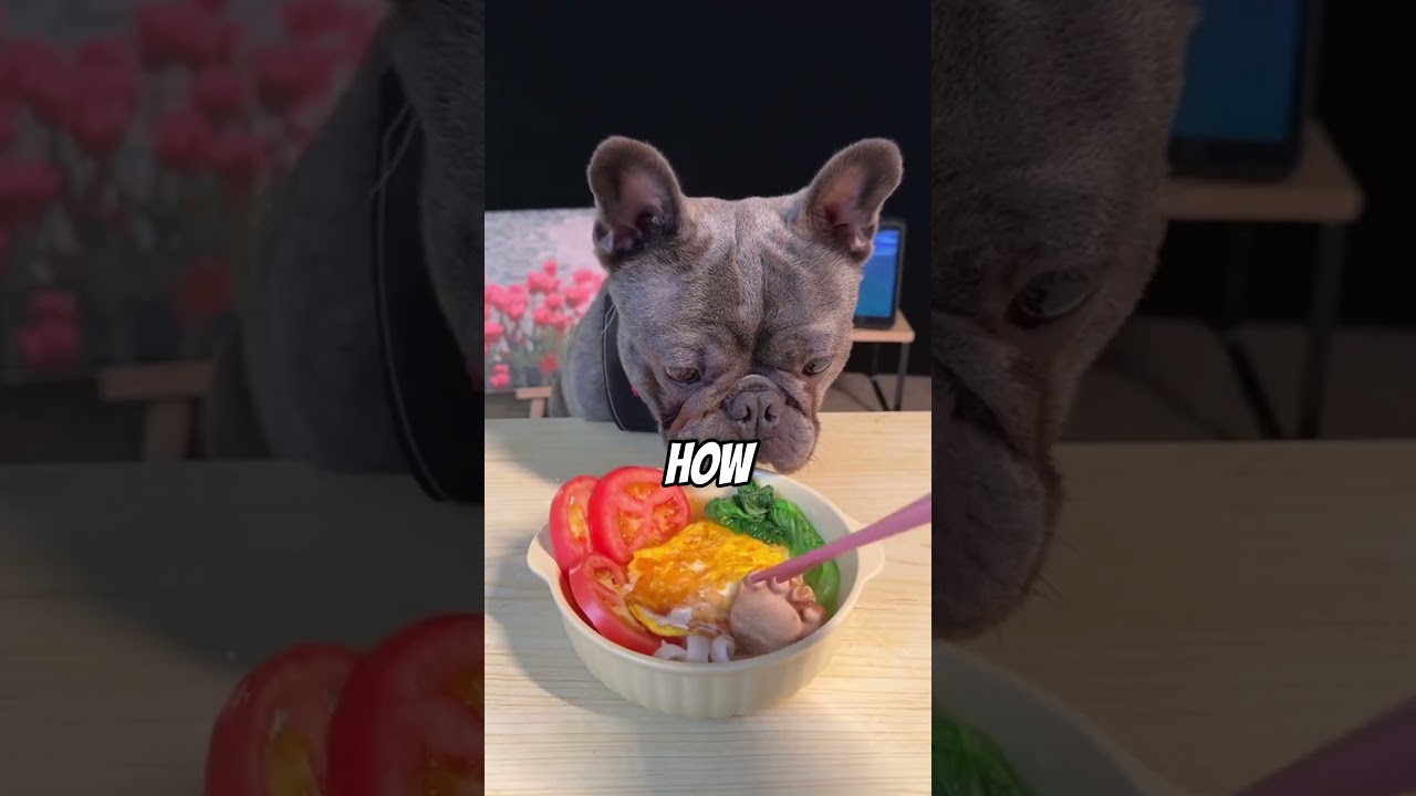 Top 3 Dog Moments