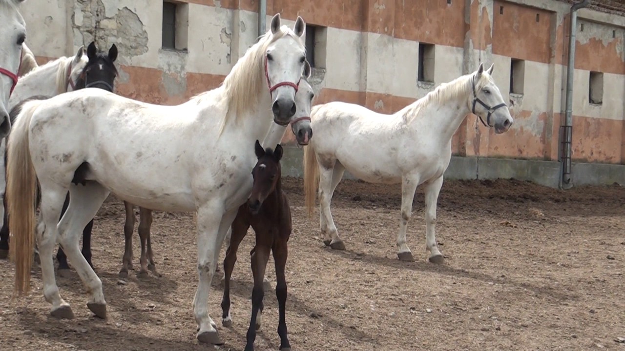 Ergela Lipik, hd spot