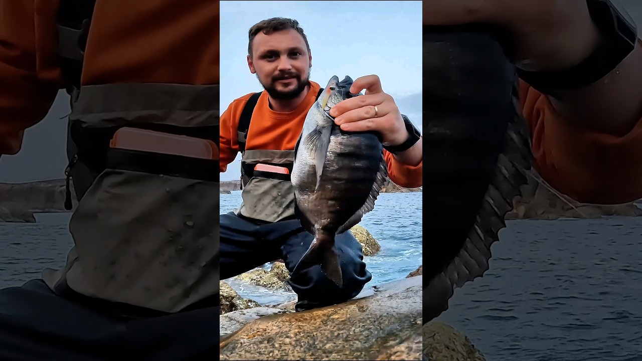 Гигантская рыба сарго в Португалии — спиннинг! [Лати-го Аллегро]