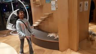 Cat Cafe - Puchi Marry #Part1