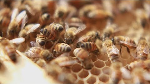 Scientists now know that bees can process time, a first in insects