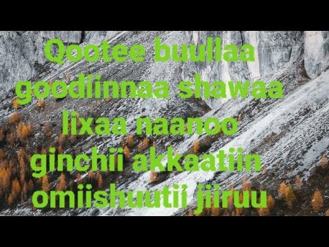 Qootee Buullaa Goodiinnaa Shawaa Lixaa Naanoo Ginchii Akkaatiin Omiishuutii Jiiruu Qootee Buullaa Goodiinnaa Shawaa Lixaa Naanoo Ginchii Akkaatiin Omiishuutii Jiiruu