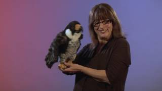 Folkmanis® Peregrine Falcon Puppet Demo