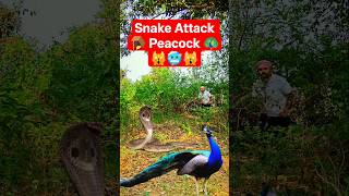 Peacock Fighting Snake 😳 Who Wins? Full Attack Video #peacock #birds #trending #wildlife #shortsfeed