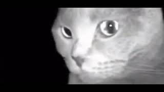 Мемы|тик ток шаблоны| Кот в темноте оглядывается под страшный звук |A cat in the dark looks around