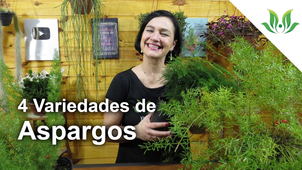 Conheça 4 Variedades de Aspargos!