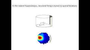 4. What are place cells?
