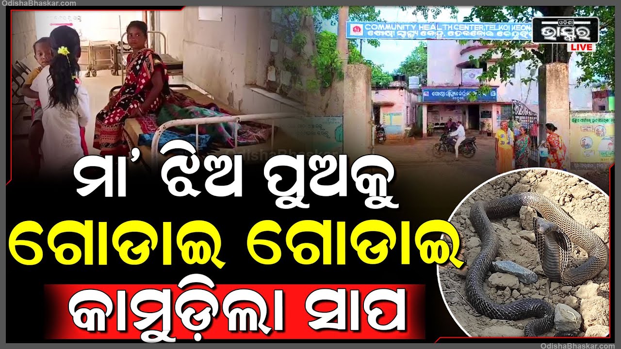 ମା’ ସହ ଝିଅ ପୁଅ ଶୋଇଥିଲେ...ଏକା ସାଙ୍ଗରେ ୩ ଜଣଙ୍କୁ ଚୋଟ ମାରିଲା ବିଷାକ୍ତ ସାପ...