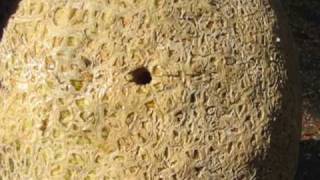 CROW MAGNUM PELLET IN  22 CAL vs MELON