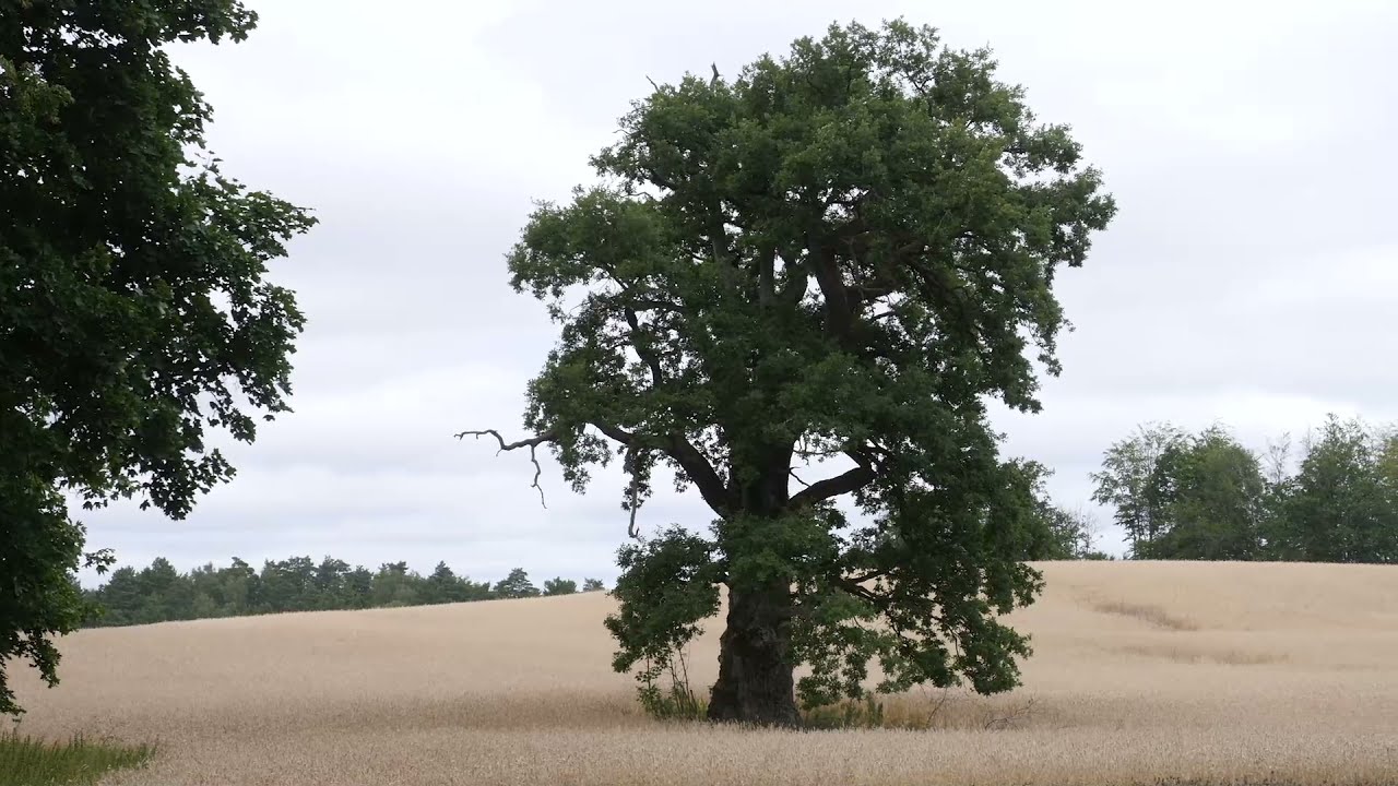 Drawski Park Krajobrazowy - krajobraz i przyroda