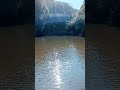 見逃し厳禁⚠️神の池から昇る精霊の御力をいただいてください‼️運気上昇パワースポット明治神宮御苑南池‼️清正井から流れた水をたたえた池、宇宙の力とつながりあなたに次々奇跡を起こします。#shorts