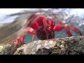 Red Crab egg release.