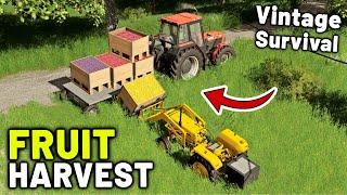 LET'S FILL THE FARMSHOP WITH FRUIT! | Vintage Survival | Episode 24