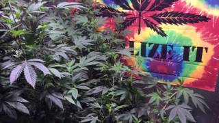 Cannabis Indoor 2017 S:4 E:1