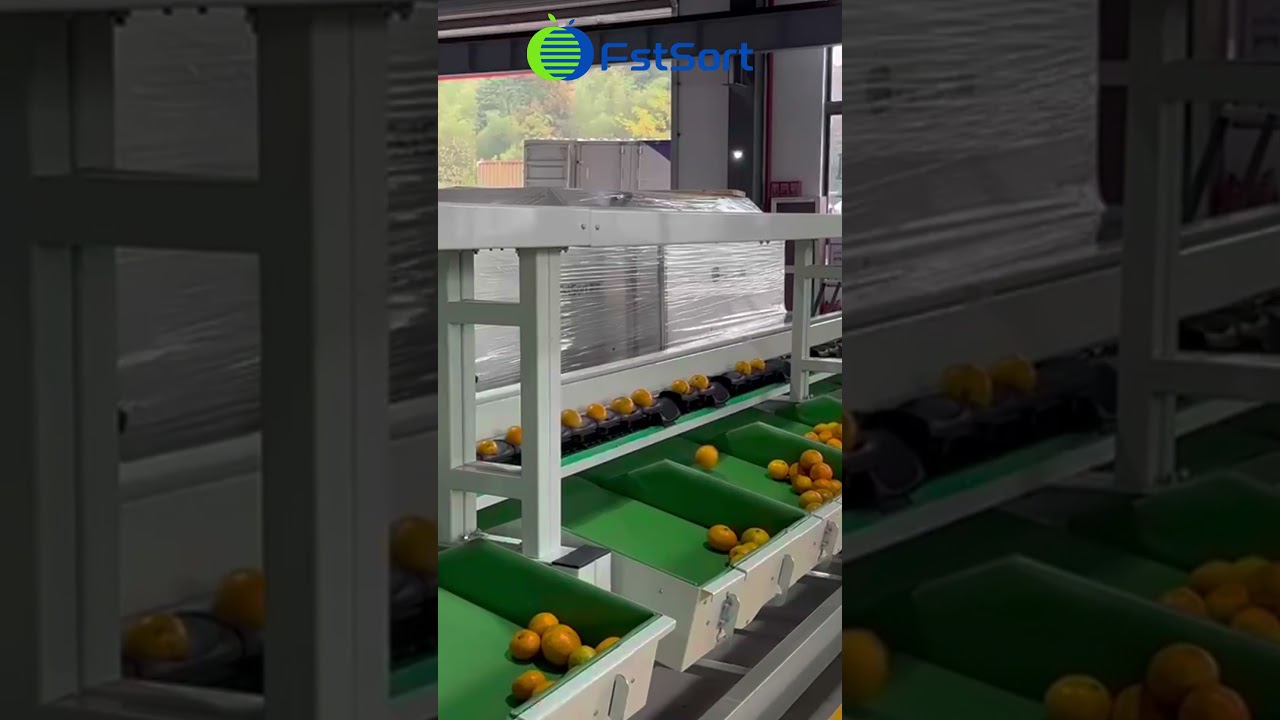 lavadora de frutas y verduras industrial,Máquina clasificadora de cítricos,Procesamiento de cítricos