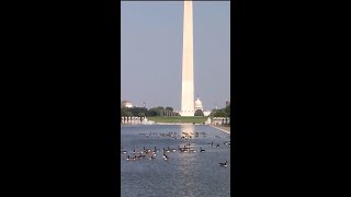 DOJ drops Reflecting Pool vandalism case