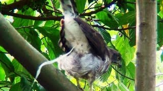 Crested Goshawk_nature's calling