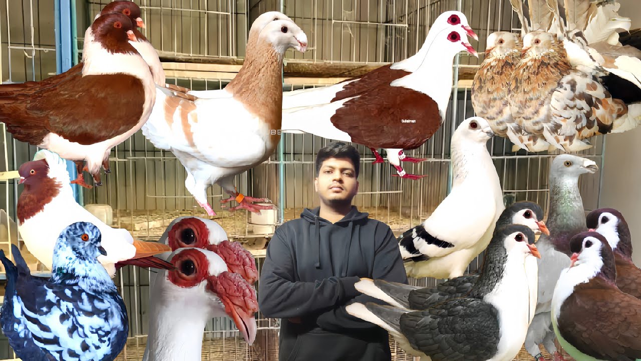 কম দামে সময়ের সবচেয়ে জনপ্রিয় ফেন্সি কবুতর #bdkhamar #kobutorkhamar #pigeonhouse #pigeon #pigeonlaver