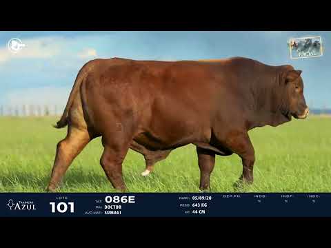 LOTE 101 - RED BRANGUS 086E