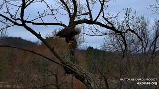 Decorah Eagles 11-13-21, 8:45 am DM2 goes fishing, brings his catch to skywalk