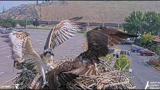 Wensi crash lands on Iris back Ooops 2026 08 07 13 58 03 950