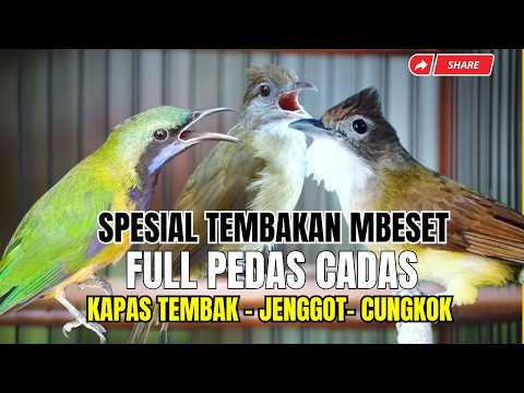 LIVE TEMBAKAN KASARRAN!! Jeritan CUNGKOK - KASTEM NGEKREKK - JENGGOT BESEK NGEPIK - Tajem Pandess