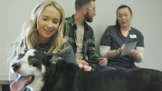Affordable Care For Your Dog (15)
