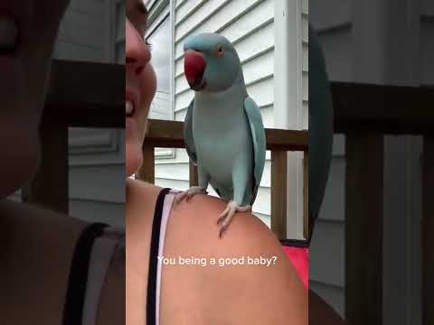 talking-parrot:-you-be-a-good-baby?-ЁЯдгЁЯШБЁЯШЕ