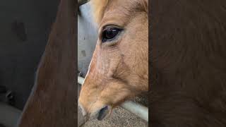 夕餉の後 “クリカ” #かわいいポニー #クローバー牧場