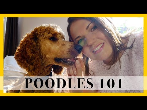Video: Poodle: Breed Features