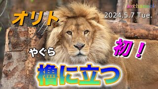 (未使用･未開封品)「ブヨとライオン~いちばん強いのは誰~」&「クマと二人の旅人~ホントのともだち~」 [DVD] mqdefault.jpg