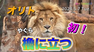 【旭山動物園ライオン】初めてオリト夫婦で櫓に立つ優しいイオの誘いとパパを歓迎する子供たち『再投稿』