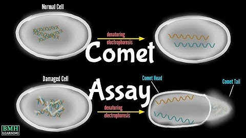 Comet Assay | Single Cell Gel Electrophoresis |