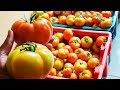 Tomato Farming Explained | Why it's Profitable to Start a Tomato 🍅 Farm in 2023 - Beginners Guide
