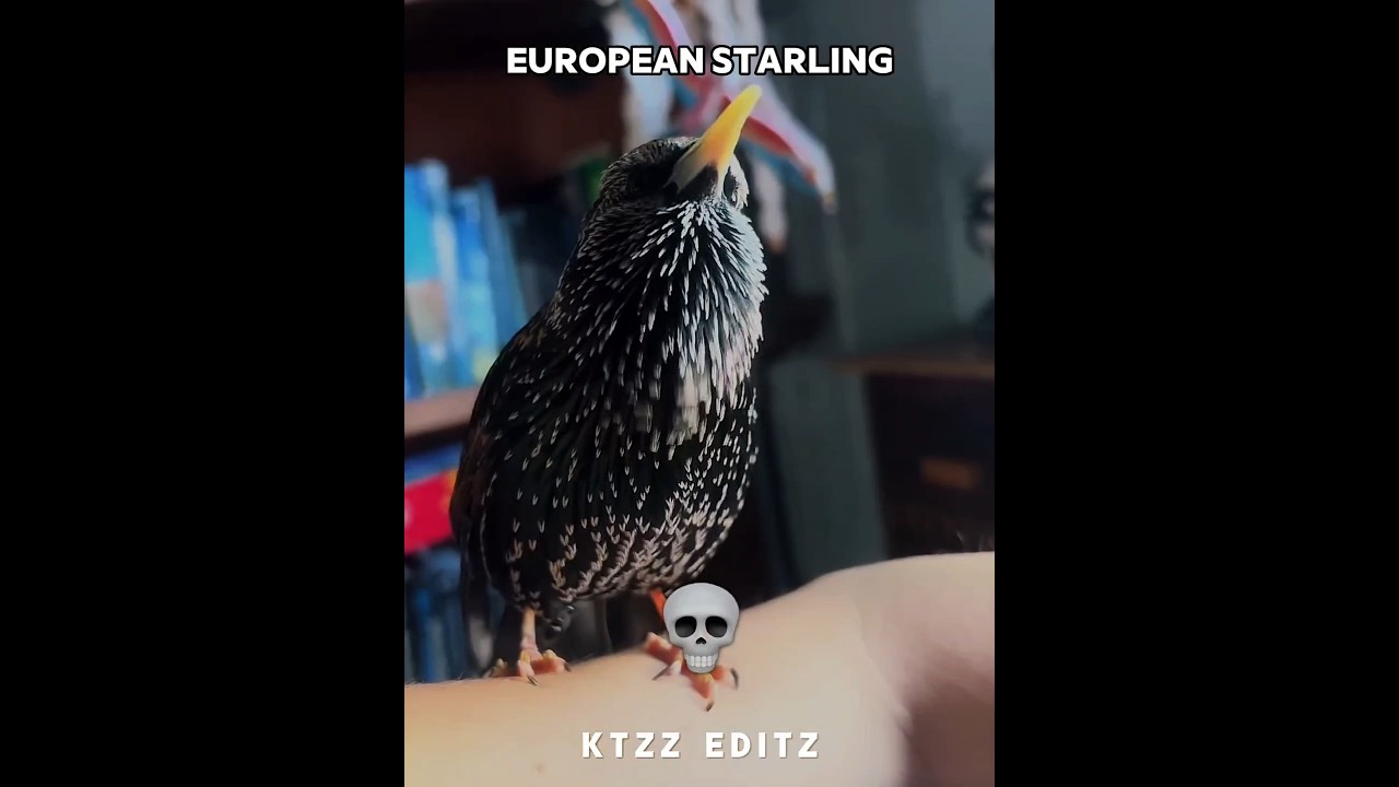 Bird sounds aren't real 💀