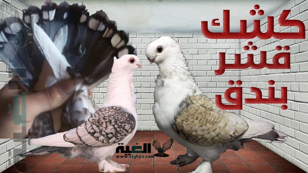 تقليب ومواصفات الحمام الكشك قشر بندق من الغية العمدة Youtube