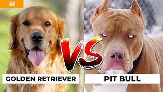 Golden Retriever Vs Pit Bull in Hindi | Dog VS Dog | PET INFO |  Best For You as Pet?