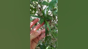 tầm lan CÙ LAO MINH rừng núi chúa Ninh Thuận..!