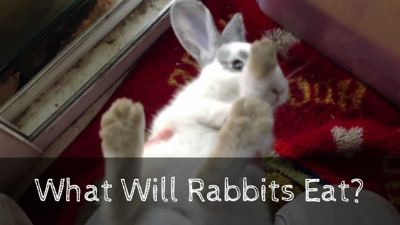 Fattest Rabbit - YouTube