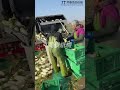 White radish cleaning machine Wahing equipment