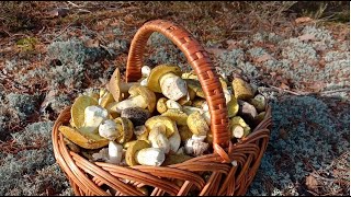 Рядовка зелёная, зелёнка, зеленушка, tricholoma equestre в конце октября