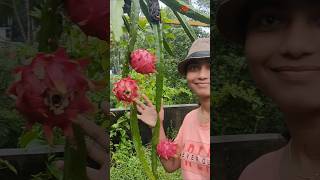 Dragon Fruit Red From Home Garden