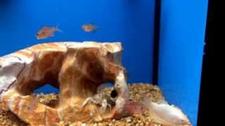 Platinum Gourami with a Crayfish