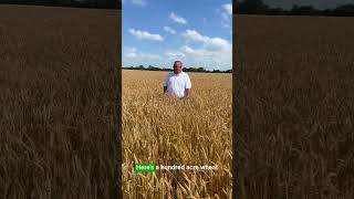 Push Your Wheat Yields