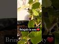 Ooty- growing brinjals in ooty❤