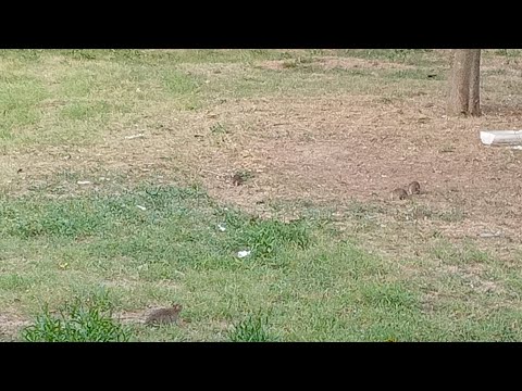 İstinye-Yeniköy'ü fareler bastı!