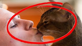Do cats like it when you kiss them? And how do Do Cats Understand Kisses?