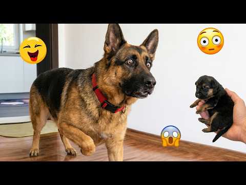 CRAZY DOGS 2026 That Will Make You Laugh NONSTOP  😂🐶Funniest Animal Videos 2026 #5