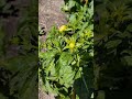 🏵🌸🤏 so close #flowers #garden #home #asmr #diy